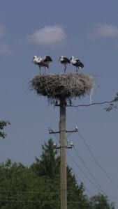 Лелече гніздо в селі Белейові. Птиці в постійній небезпеці