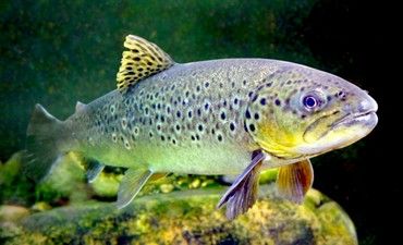 На Івано-Франківщині розпочинається нерестова заборона вилову форелі