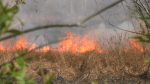 Вогонь знищує все живе...