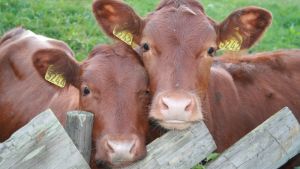 Ідентифікація тварин — це необхідно та актуально ! - Українська громада