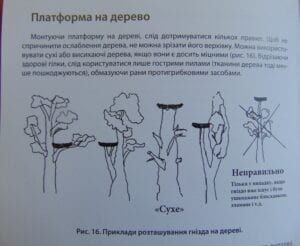 Ось так можна облаштувати безпечне гніздо на дереві